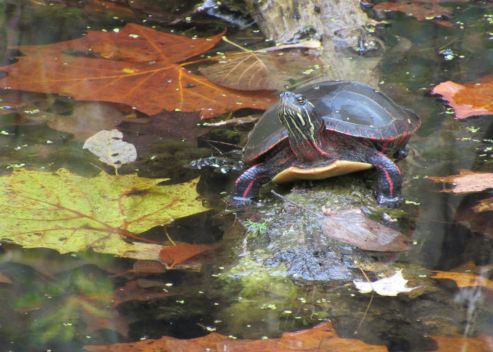 Midland Painted Turtle